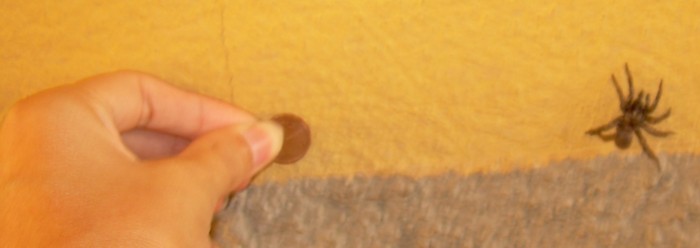 Ortognato da identificare